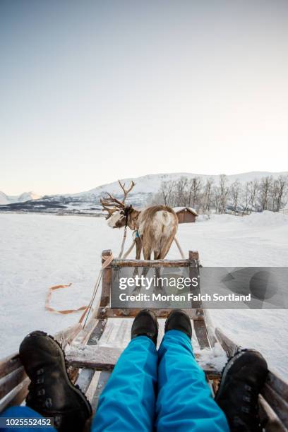 A group of people bundled in warm clothing enjoying a reindeer sledding tour across a snow-covered plain near Breivikeidet, with Sami herders in traditional gákti clothing leading the way.