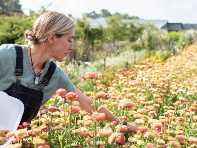 Bloom on a Budget: A Regenerative Cutting Garde...