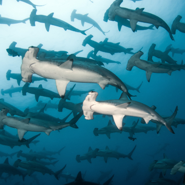 Hammerhead Sharks near Darwin Island