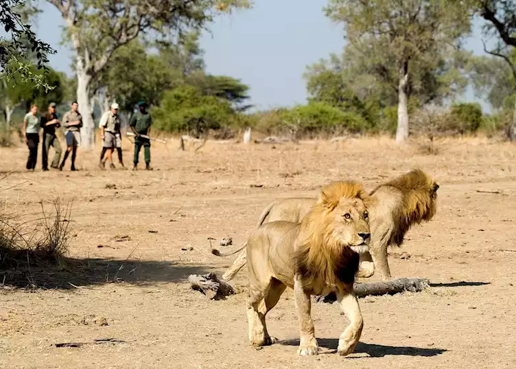 # Tracking Lions on Foot: My Unforgettable Walking...