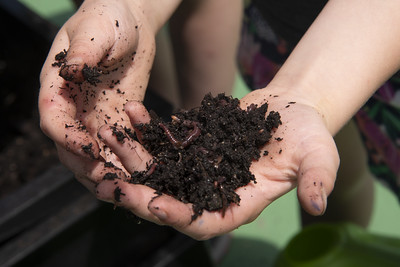 simple DIY vermicomposting bin set-up
