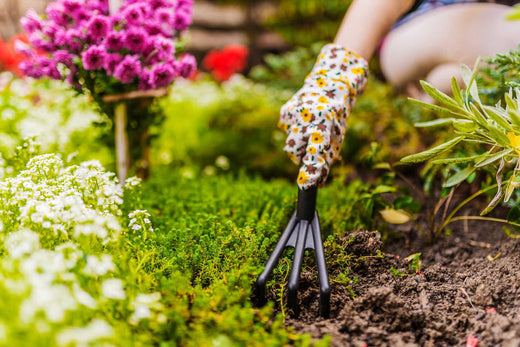 Extending Your Harvest: A Beginner's Guide to C...