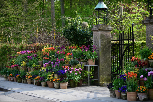 Cottagecore Harvest: Grow a Beautiful & Bountif...