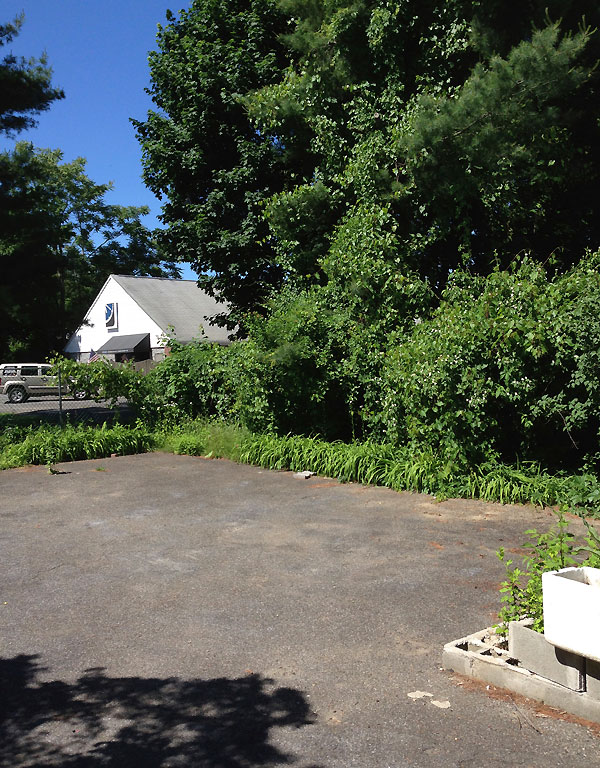 A beautiful and inviting backyard scene with chickens peacefully wandering and pecking in a garden setting, creating a sense of idyllic farmhouse living and sustainable backyard practices.
