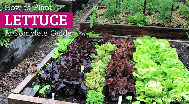 Illustration showing how to prepare the soil with compost and a garden fork