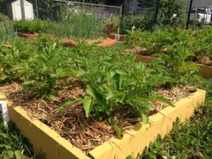 From Seed to Supper: Growing a Year-Round Food...
