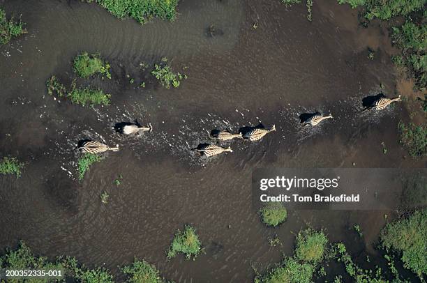 # Okavango Unfiltered: Beyond the Zebra Migration...