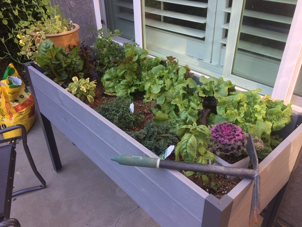 raised bed