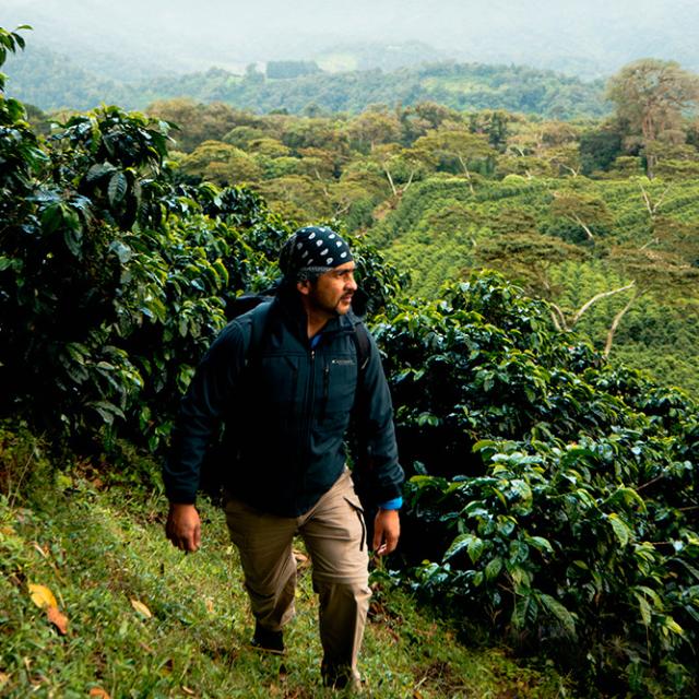 View of Coffee Plantation