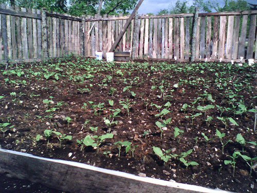 Grow Rich Soil Without Breaking the Bank: DIY H...