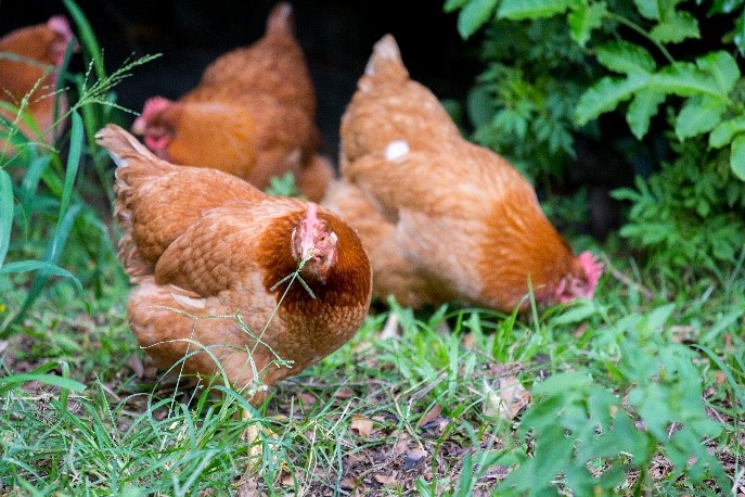 A simple, functional chicken tractor in a vibrant, autumnal backyard. Chickens are happily pecking at the grass and foraging for insects inside the tractor.