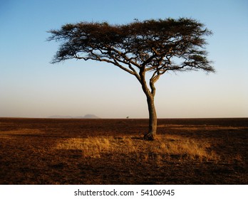 Sunset over the Serengeti, highlighting acacia trees in orange and gold