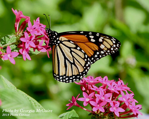 Buzzing Balconies: Creating a Pollinator Paradis...