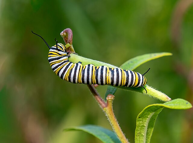 monarch caterpillar milkweed plant close-up