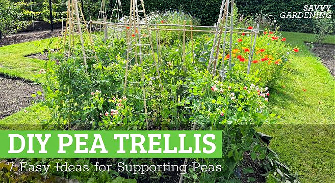 A vertical shot showcasing sweet peas growing on a trellis or netting. The colors should be soft and pastel. Focus on the delicate tendrils and the profusion of blooms. Backlighting to highlight the translucent petals.