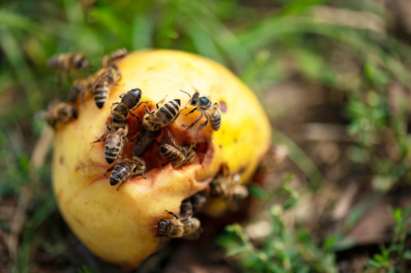 close up native bee drinking pebble water