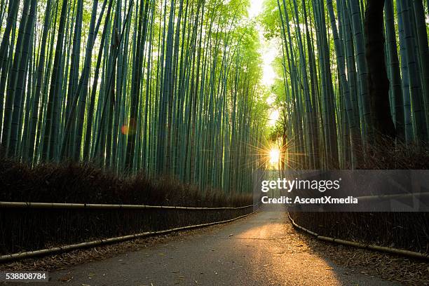 A vertical shot looking up through the bamboo forest towards the canopy with the rising sun filtering between the stalks. Leading lines are created by the bamboo stalks converging towards the center.
