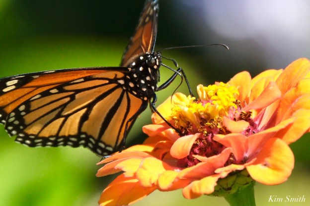 7 Easy Ways to Create a Buzzworthy Pollinator P...