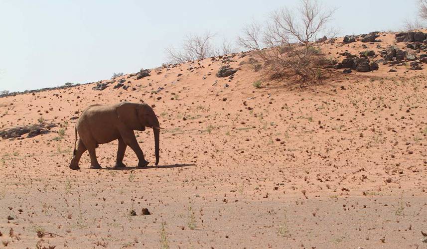 A desert-adapted elephant trudging across the arid landscape of Damaraland, captured with a telephoto lens. The image highlights the animal's adaptations to the harsh environment and the intense heat of the day.