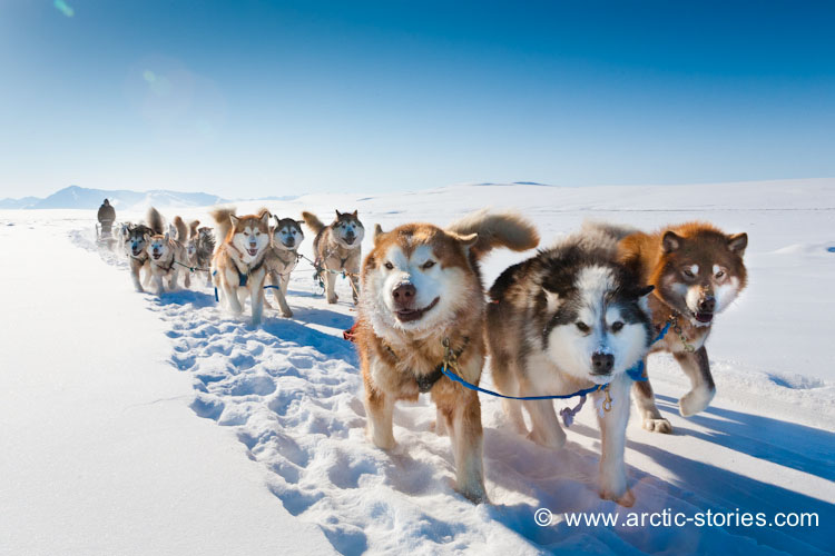 Dog Sledding Photography