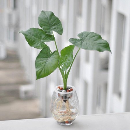 The Secret Garden Elixir: Brewing Compost Tea for...
