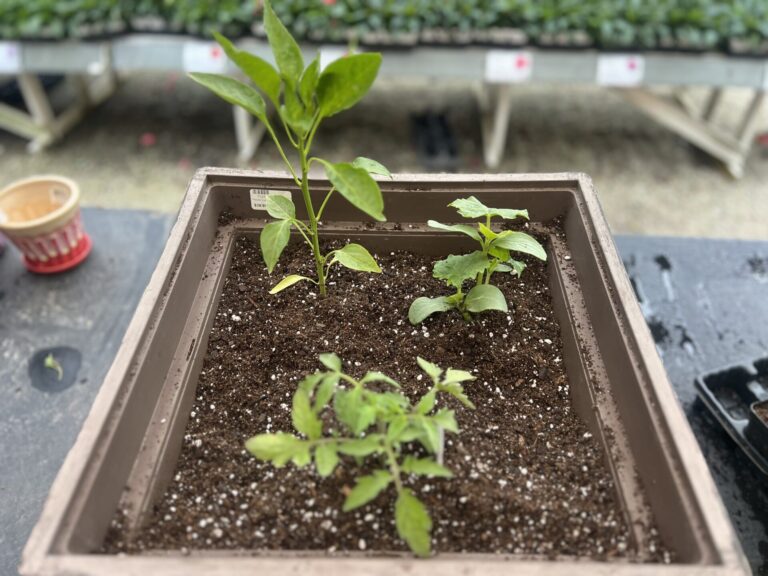 From Garden to Jar: A Step-by-Step Guide to Mak...