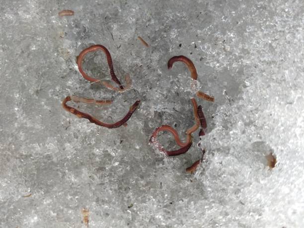 A DIY Vermicomposting Bin crafted from aged cedar planks, with red wiggler worms visible through the clear plastic side panel.
