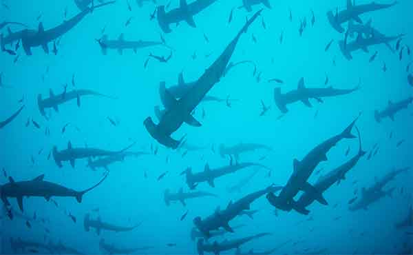 A misty, atmospheric image of the Scottish coastline near the Isle of Skye, showing rocky shores, crashing waves, and a lone figure wading through the shallows in a black wetsuit