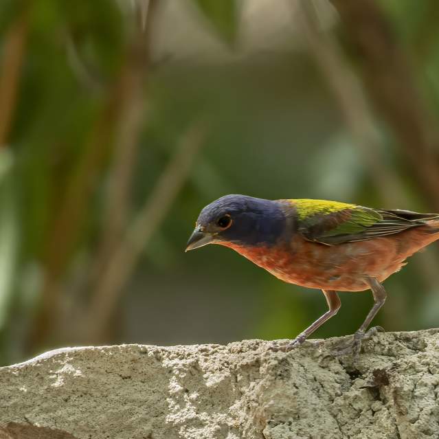 Marcus’s Celestron NexStar 8SE telescope set up for stargazing.
