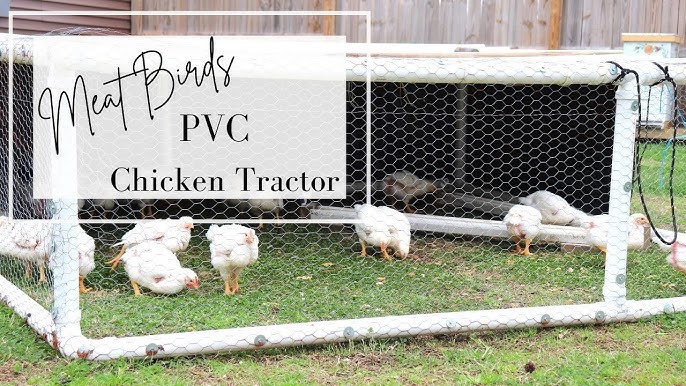 Roosting bars inside a chicken coop.