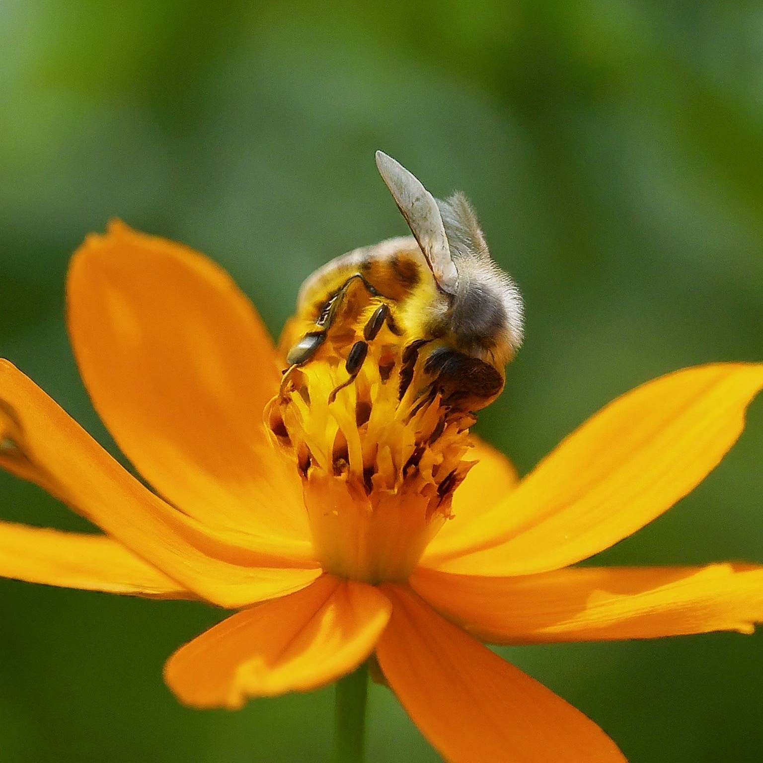 Late Summer Buzz: Keeping Your Pollinator Garde...