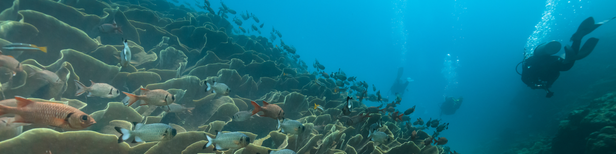 Coral reefs in Palau