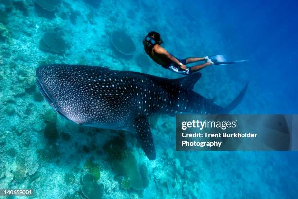 A freediver gracefully swimming alongside a massive whale shark in crystal-clear Maldivian waters, capturing the serene beauty of the encounter.