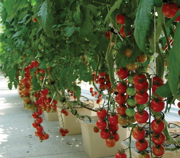 Hydroponic Tomatoes