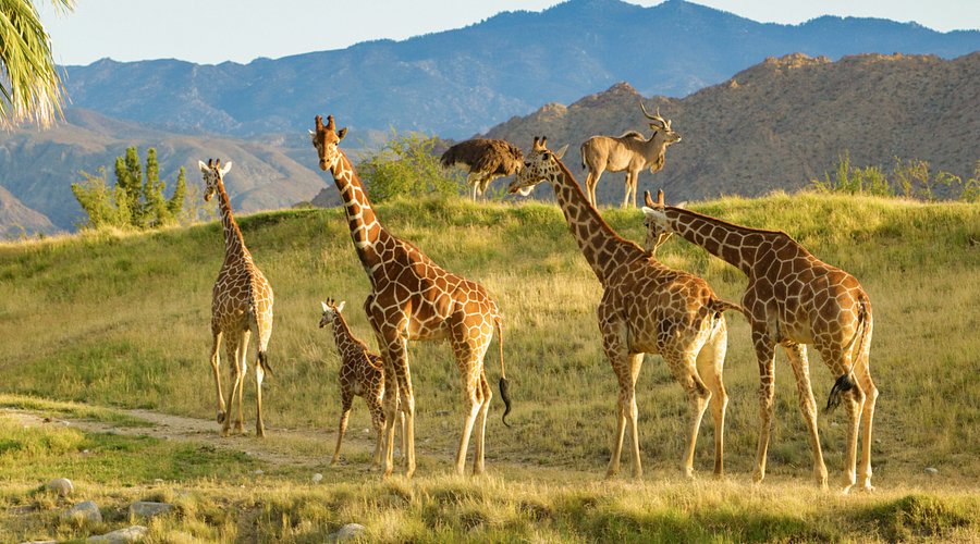 Zoom H5 recorder with a deadcat windscreen