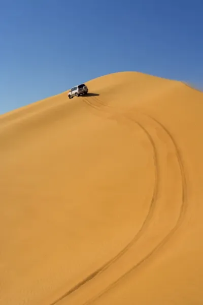 Retama raetam shrub in the Sahara Desert