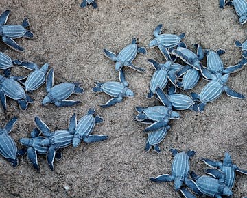 A researcher holding a baby sea turtle on the beach, preparing to release it into the ocean at sunrise. This image conveys hope and the impact of conservation efforts.