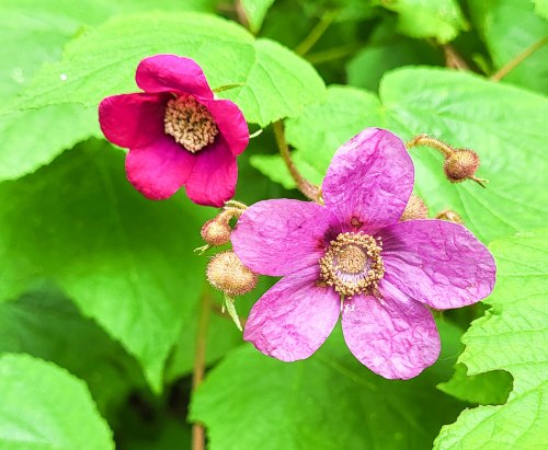 close-up of bumblebee late-season flower