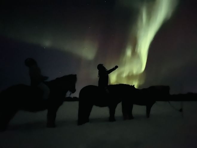 Silhouette of horses against aurora borealis
