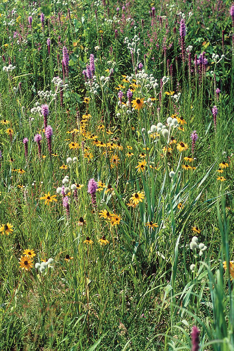 From Lawn to Lush: Cultivating a Wildflower Mea...