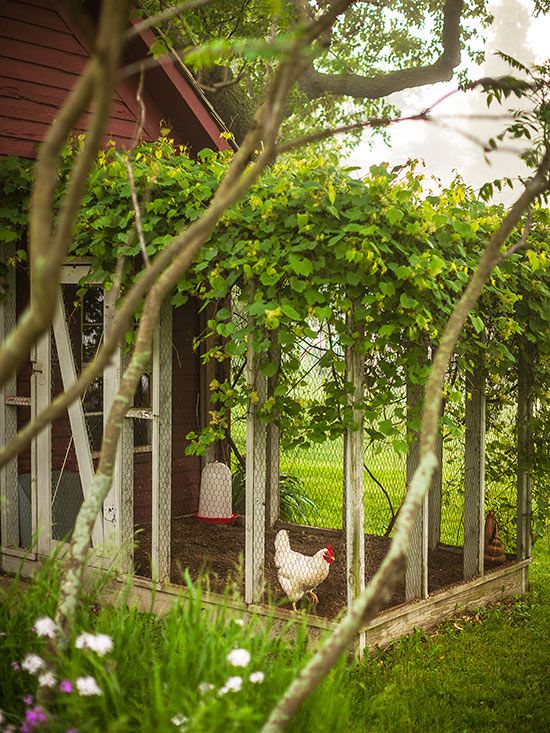 Wood shavings as chicken bedding