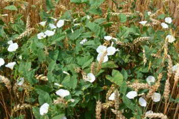 Supercharge Your Soil: A Homesteader's Guide to...