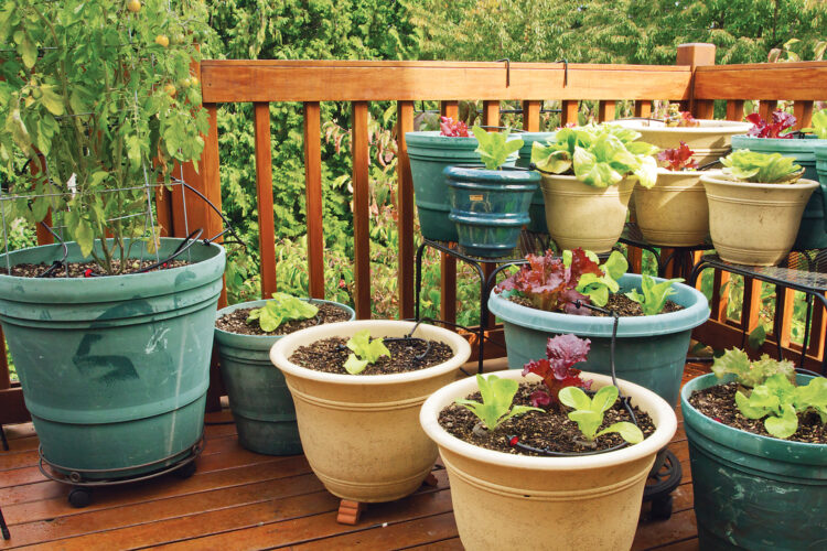 From Seed to Supper: A Beginner's Guide to Grow...