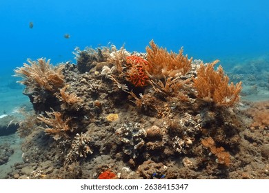 # Dive into Adventure: Capturing the Ocean's Wonde...