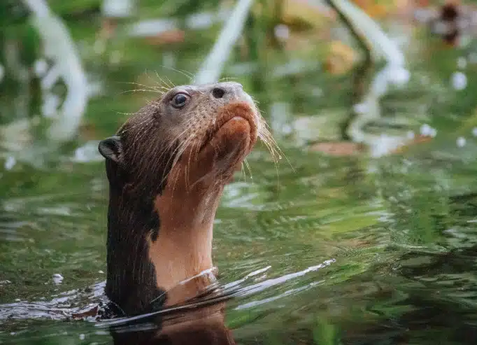 Napo Wildlife Center Canopy Walkway