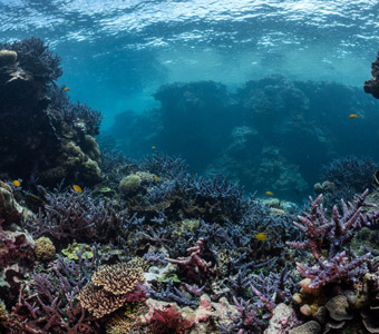 Underwater photo showcasing the clarity of the water and the vibrant marine life within a Vanuatu Blue Hole.