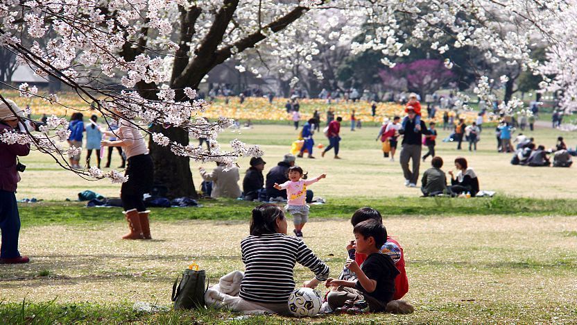 # Luxury Kyoto Cherry Blossom Tour: An Immersive S...