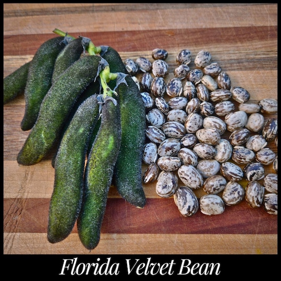 From Garden to Seed Bank: A Beginner's Guide to...