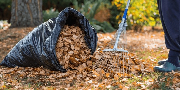 Pile of autumn leaves being collected.