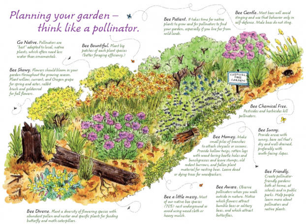 An illustration depicting how the plant life supports the pollinator's life cycle.